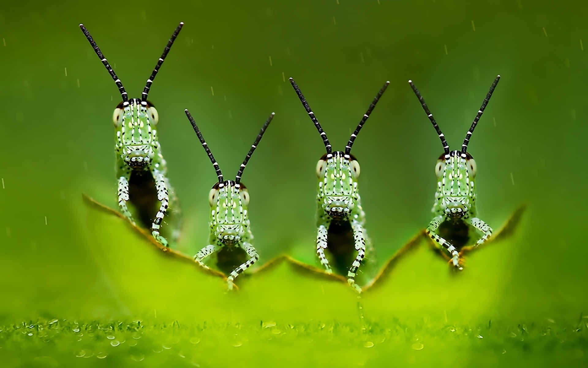 Interesting Green Insects Background