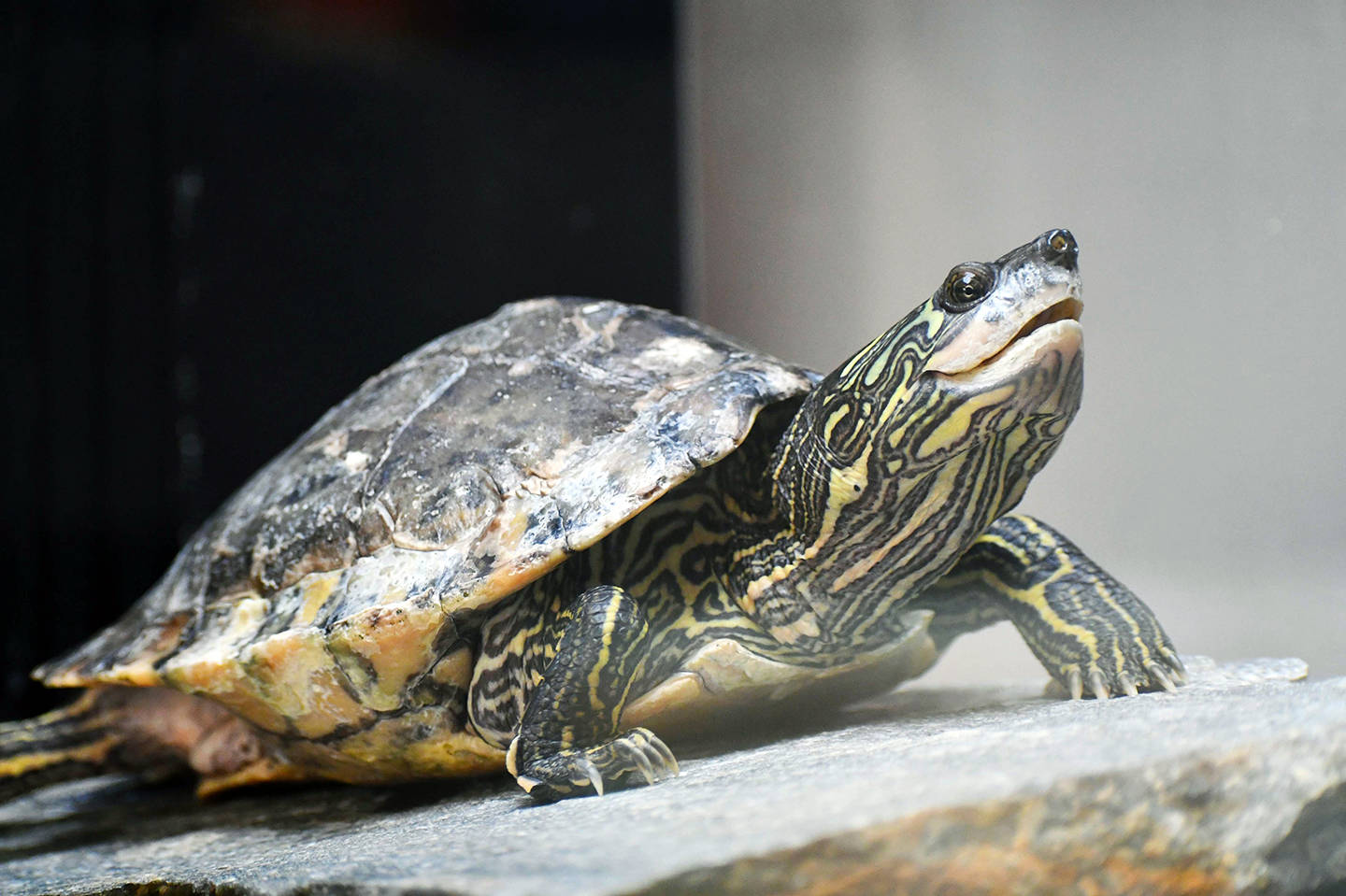 Interesting Photo Of Pearl River Map Turtle Background