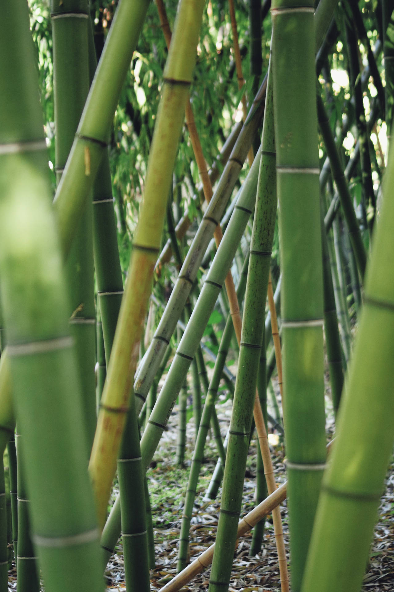 Intertwined Bamboo Hd Background