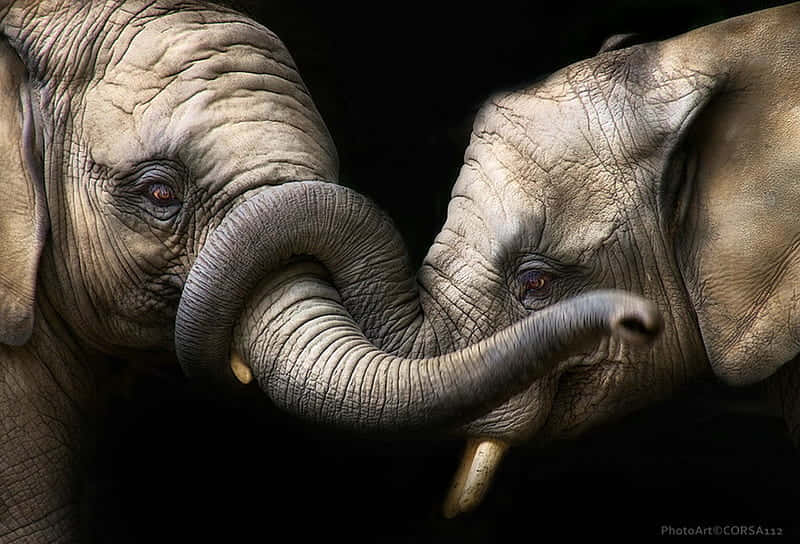 Intertwined Elephant Trunks Background
