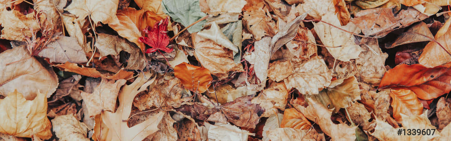 Intimate And Cozy Feelings In A Rural Vintage Fall Setting Background