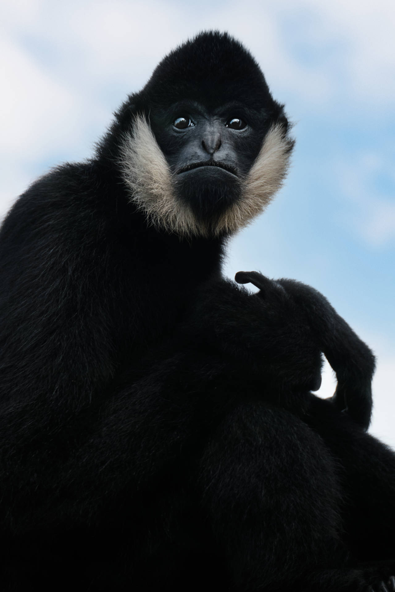 Intimidating Black Gibbon Background