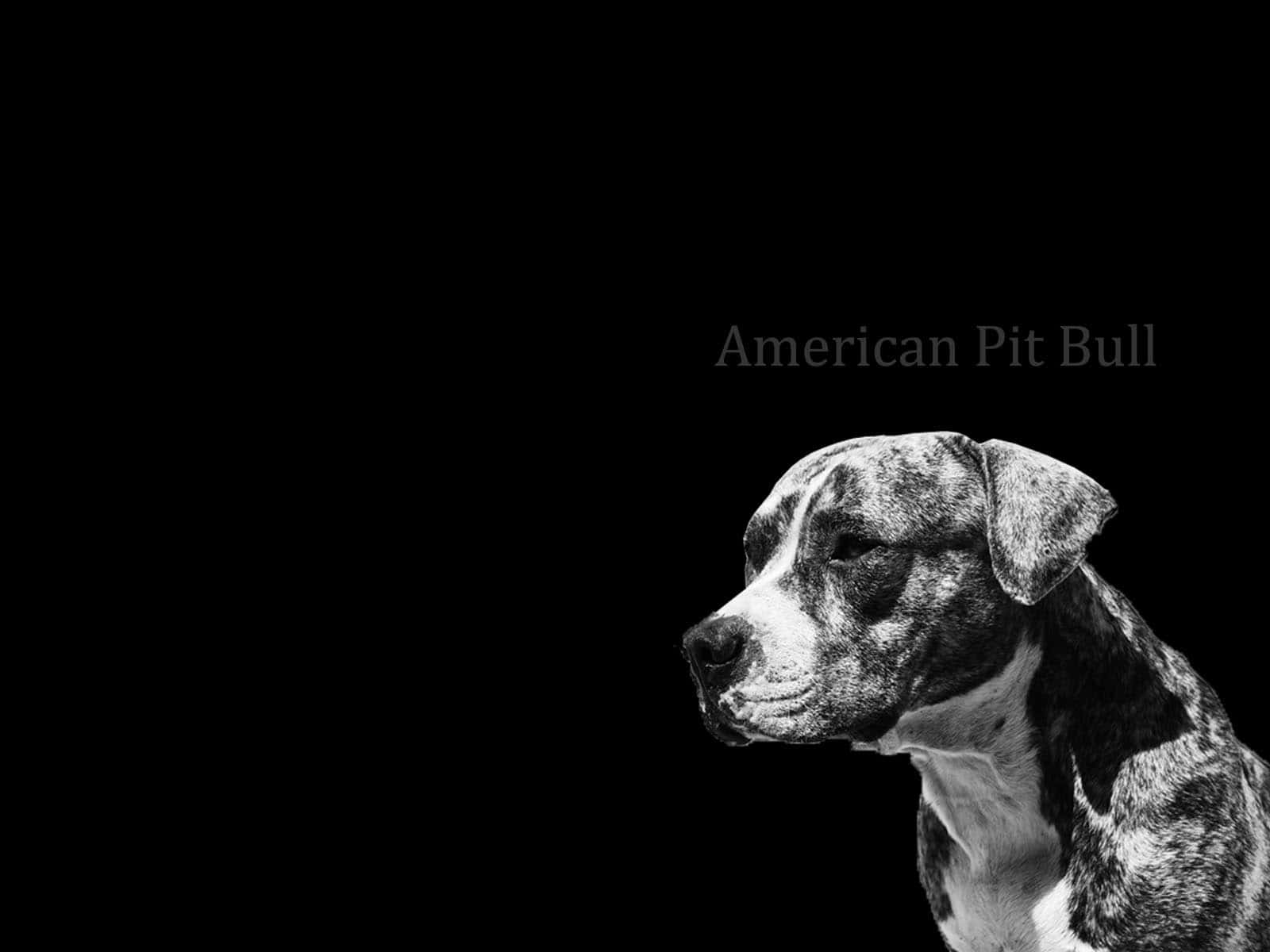 Intimidating Black Pitbull Background