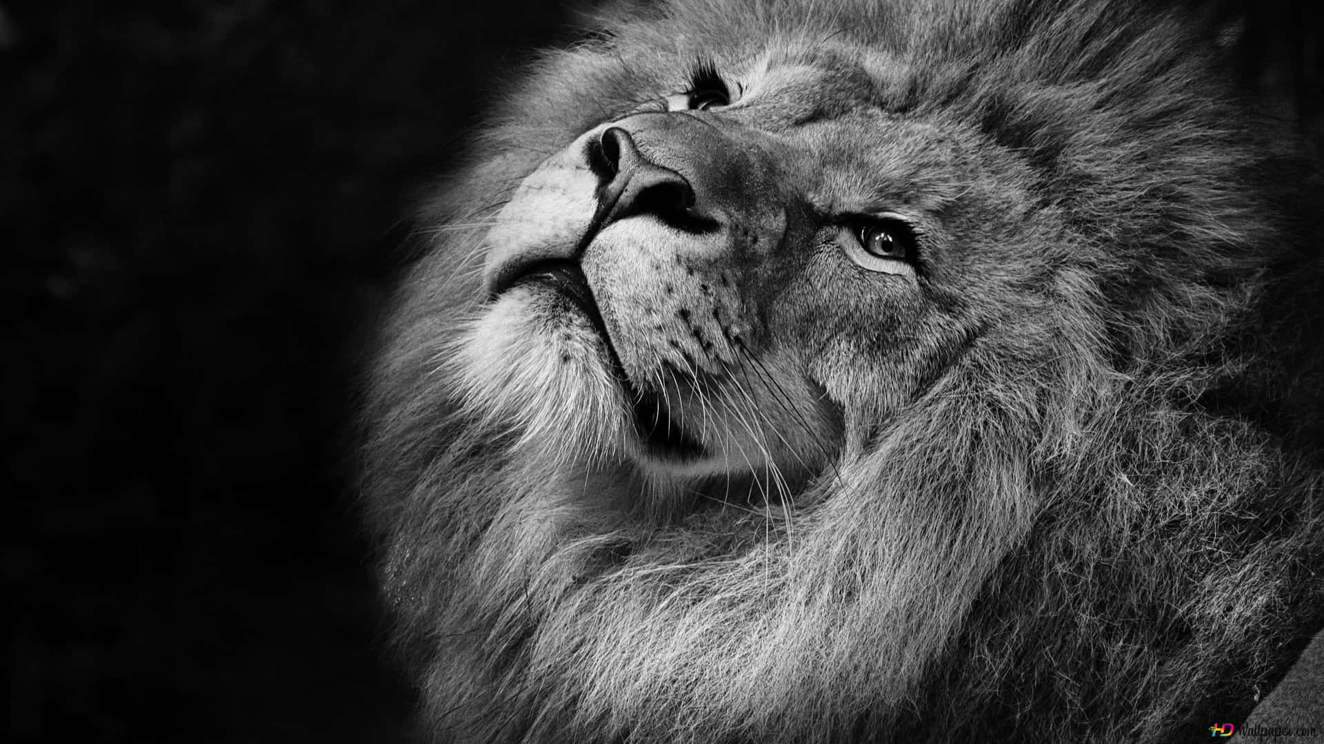 Intimidating Yet Graceful Black & White Lion King Background