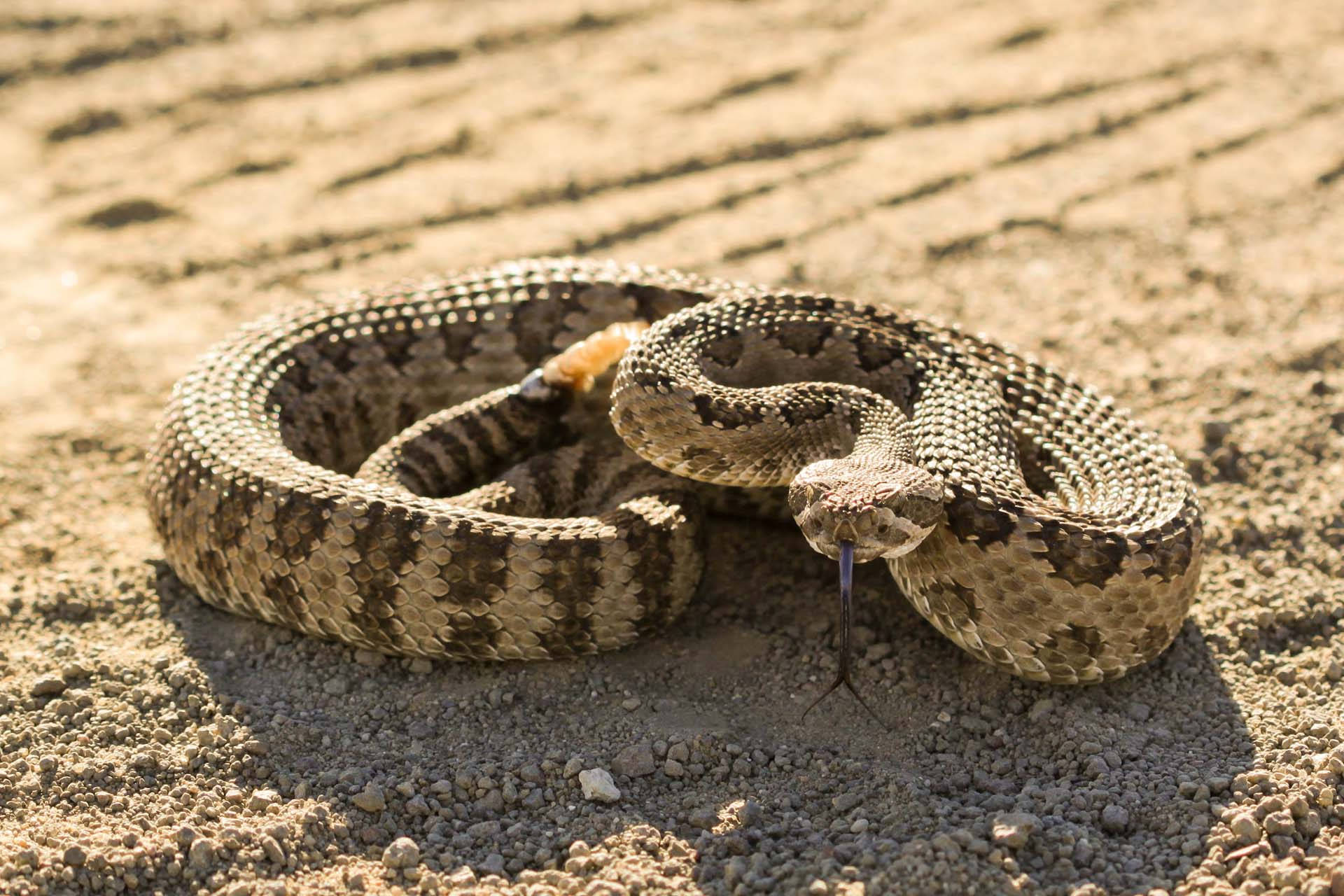 Intricacy Of Nature: Imposing Gopher Snake Showcasing Rough Textures In High-resolution