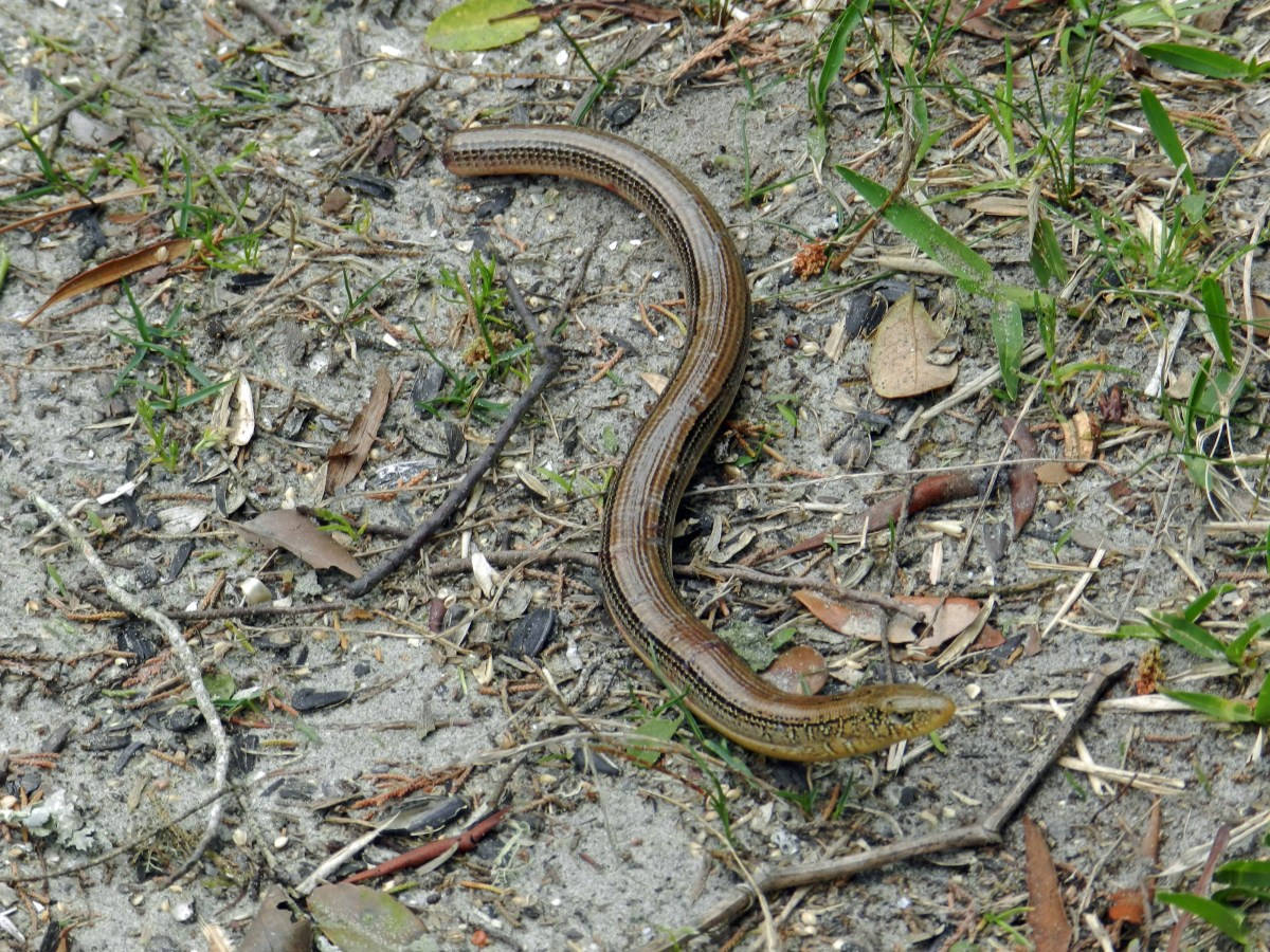 Intricate Beauty: A Glass Lizard Basking In Its Environment.