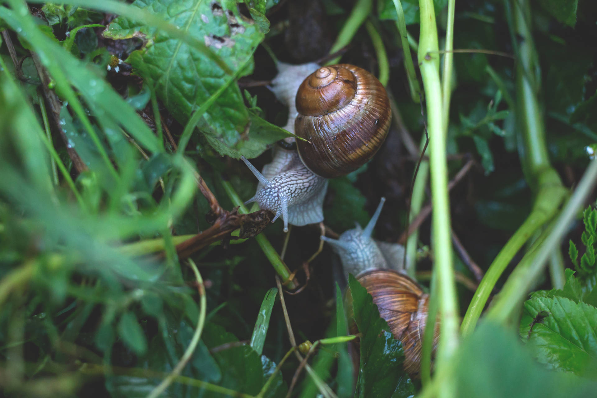 Intricate Beauty Of A Snail Background