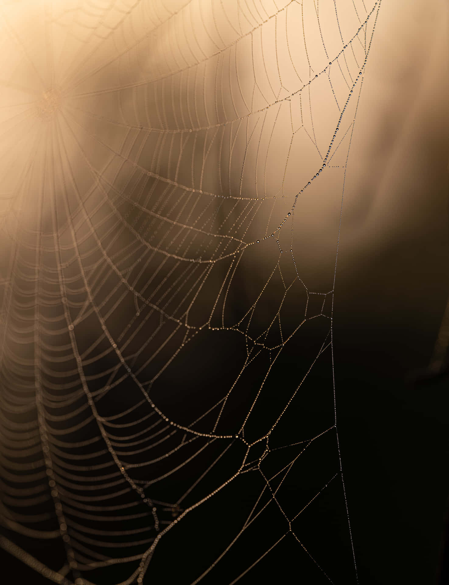 Intricate Blurred Web [wallpaper] Background