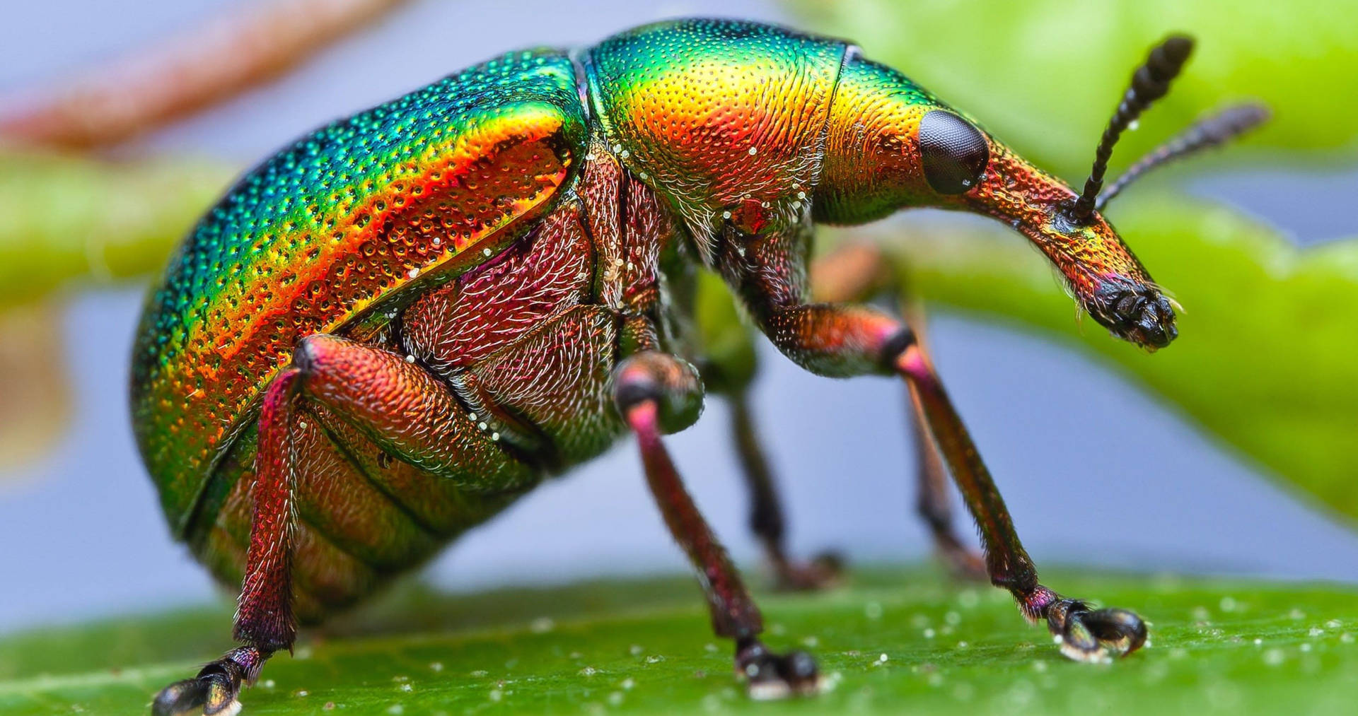 Intricate Detail Of A Metallic Weevil Beetle