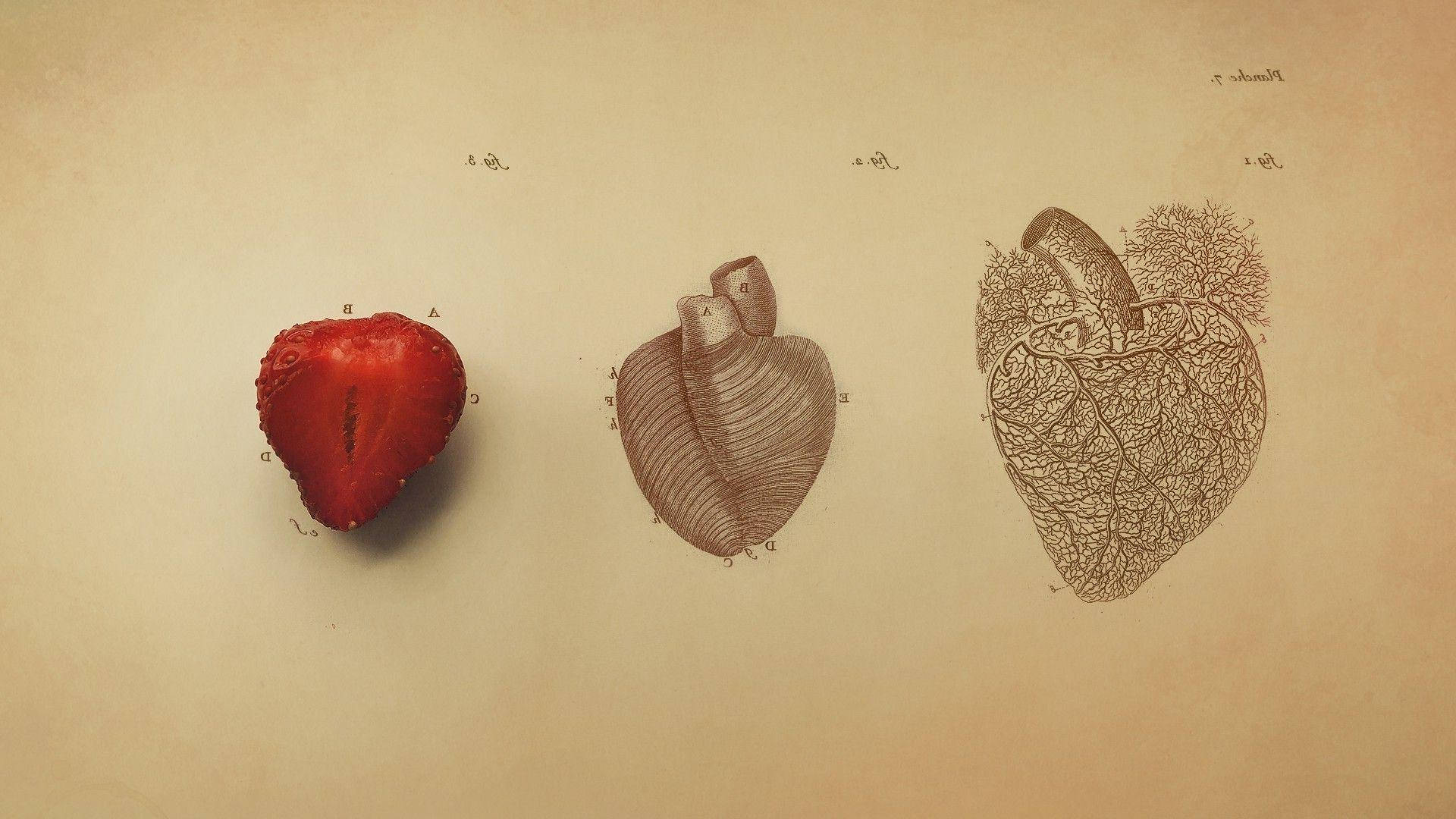 Intricate Human Heart Chart Background