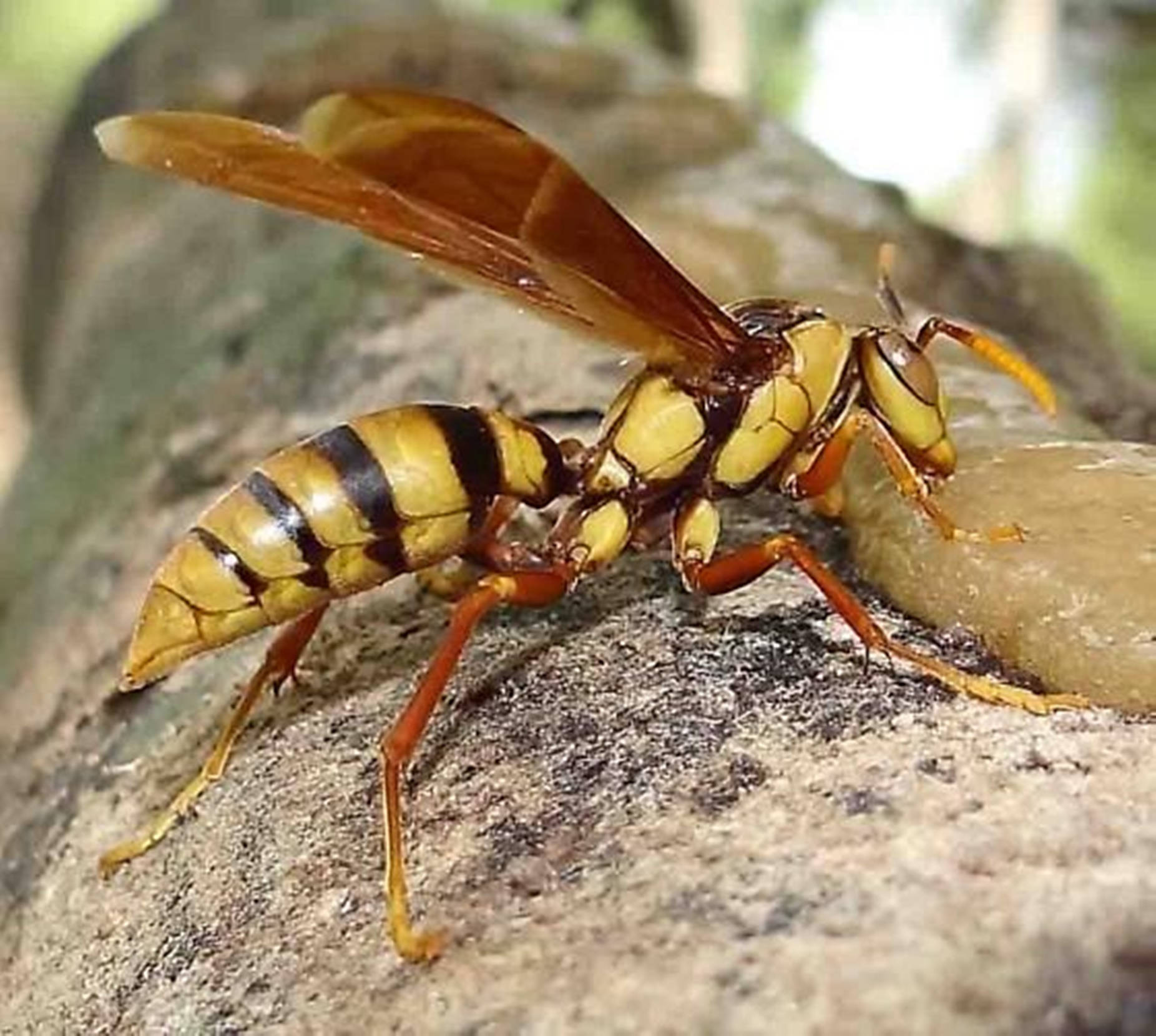 Intricate Nature: A Wasp Feeding On Tree Sap Background