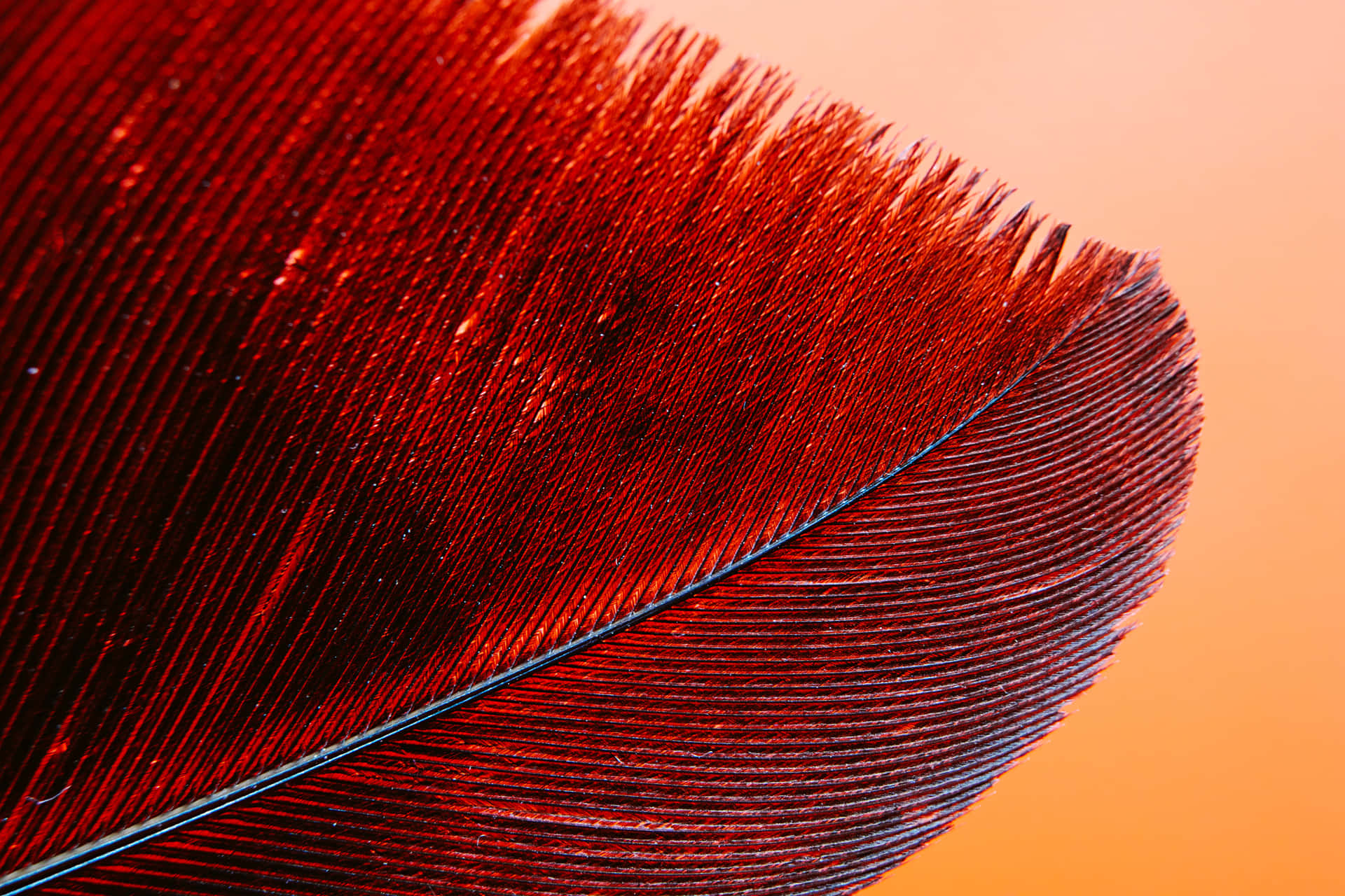 Intricate Red Feather [wallpaper] Background