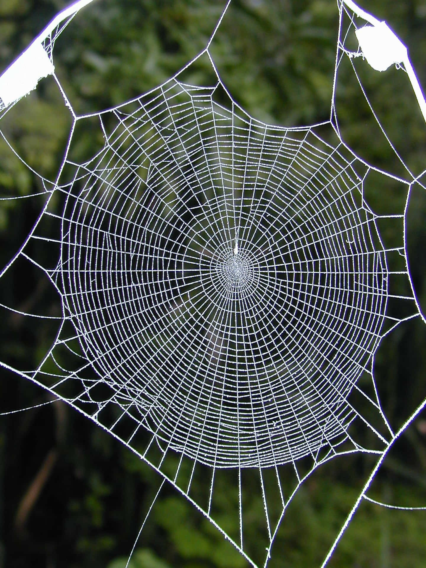 Intricate Spider Web Nature Photo