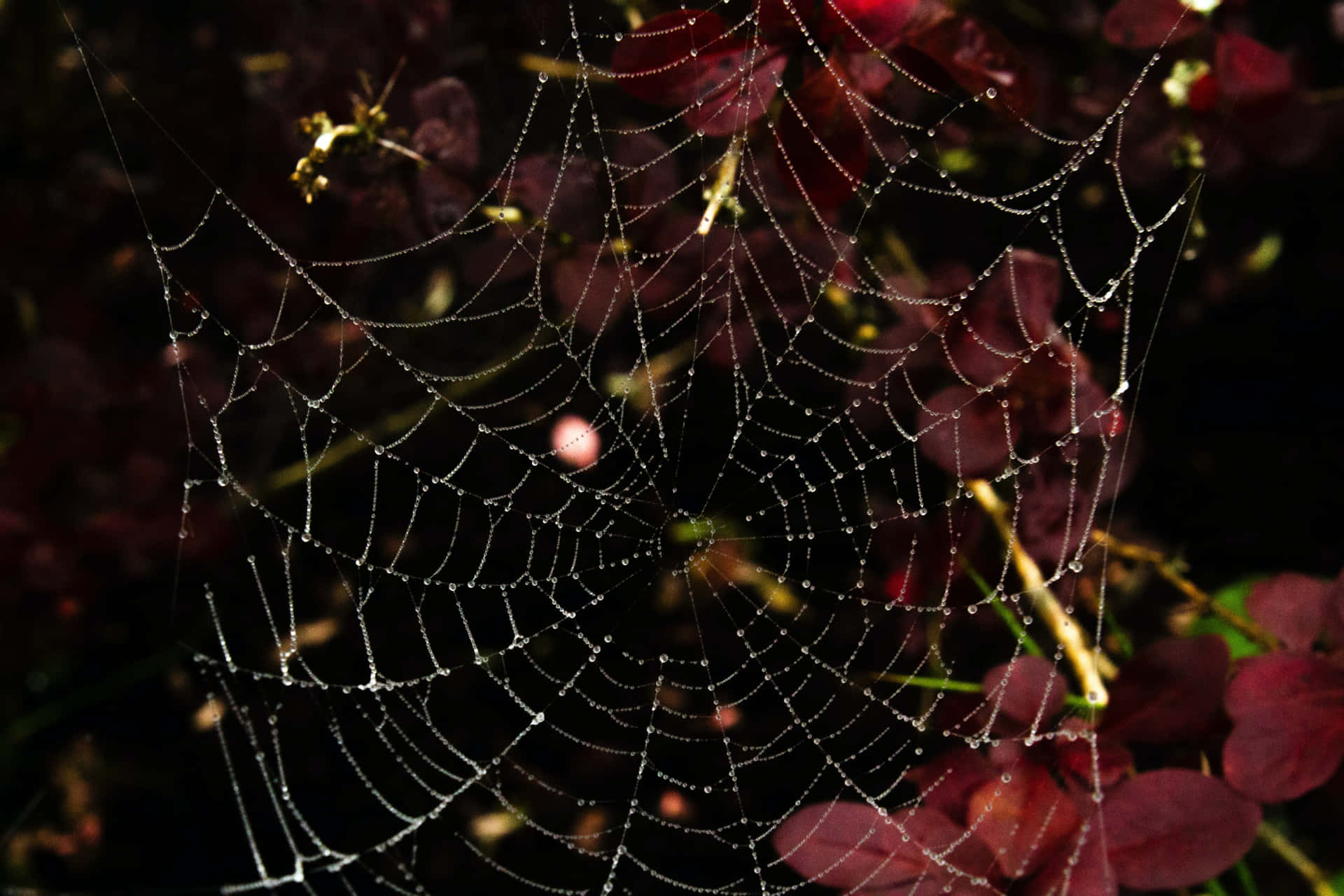 Intricate Spider Web [wallpaper] Background