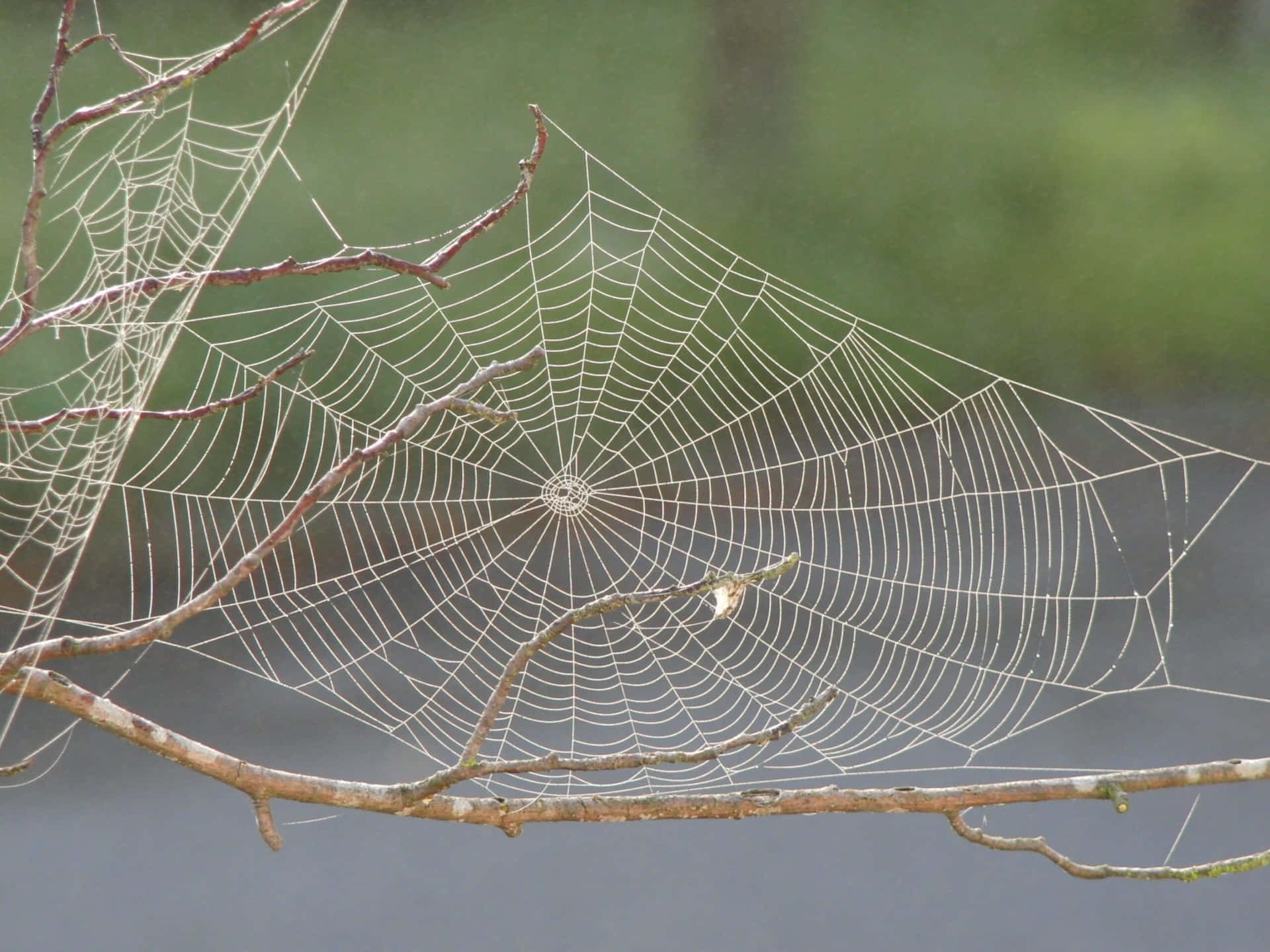 Intricate Spider Webon Branches Background