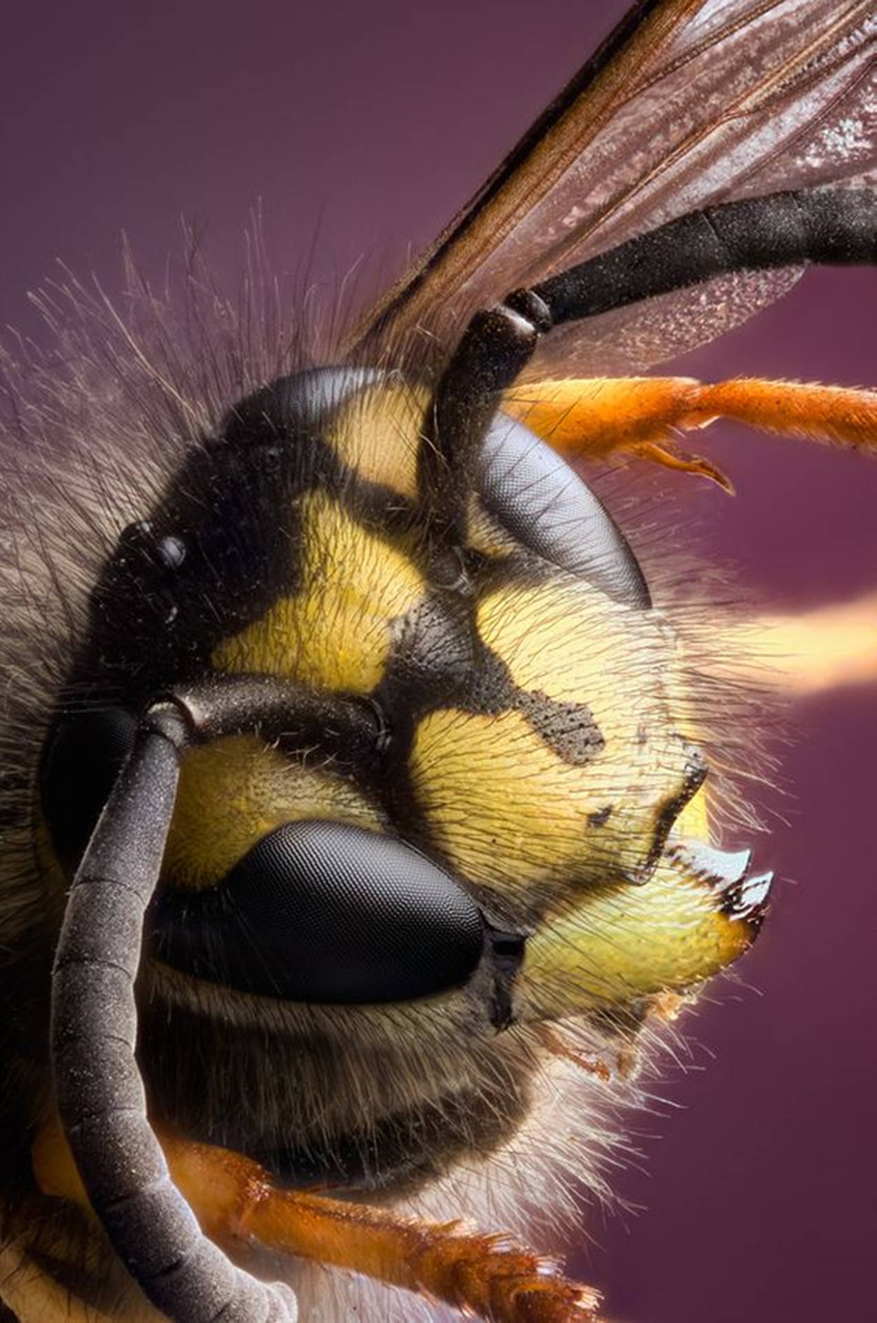 Intricate Wasp Anatomy - Close-up View Of Sensory Hairs Background