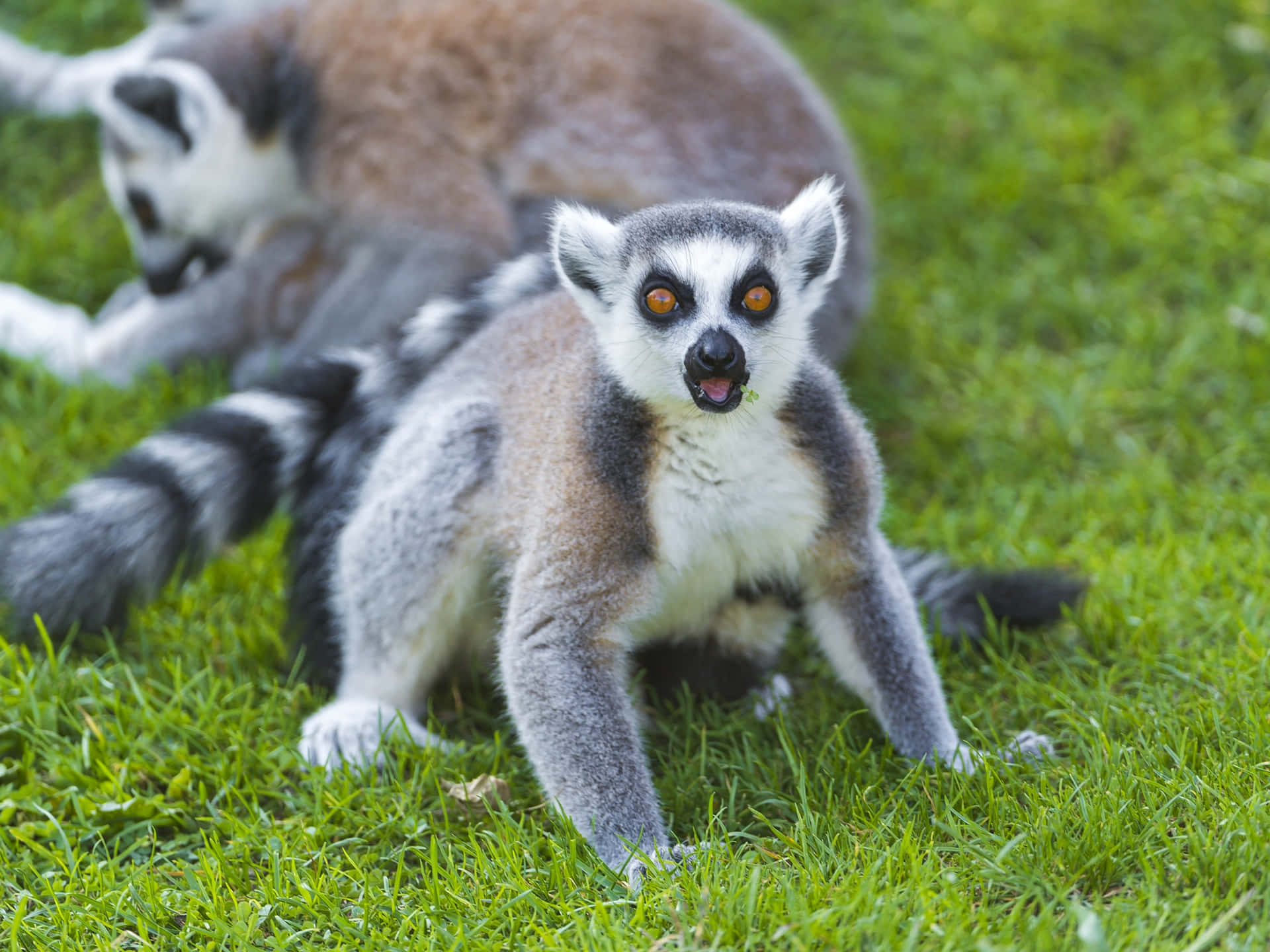 Intrigued Lemur In The Wild Background