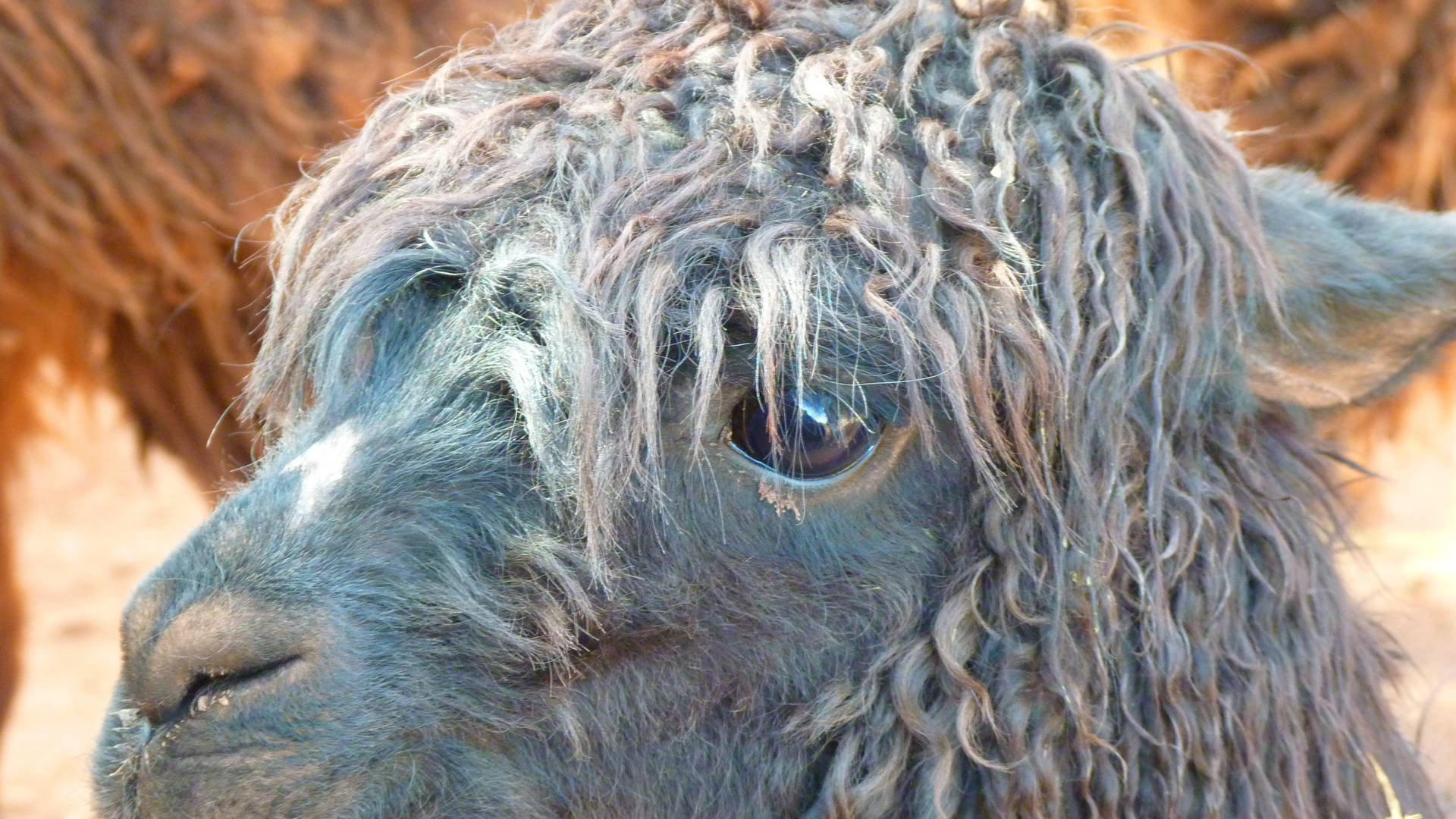 Intriguing Black Llama Close-up Background