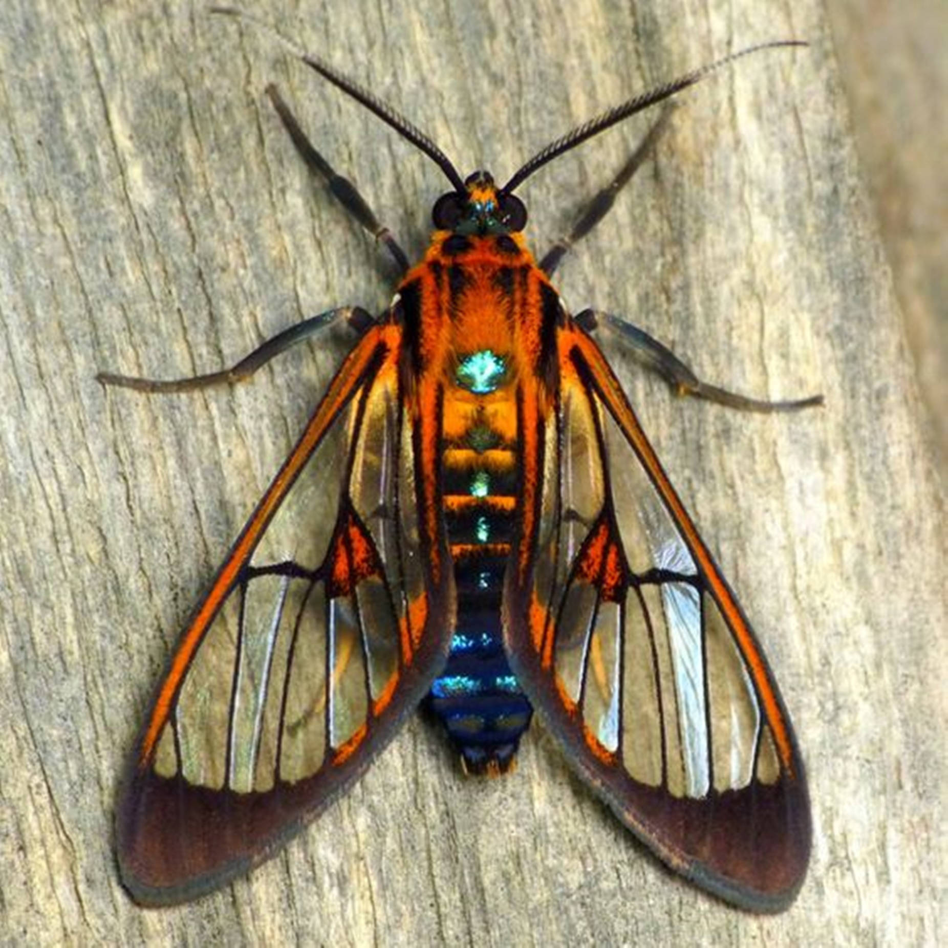 Intriguing Cosmosoma Wasp Moth In Full Display