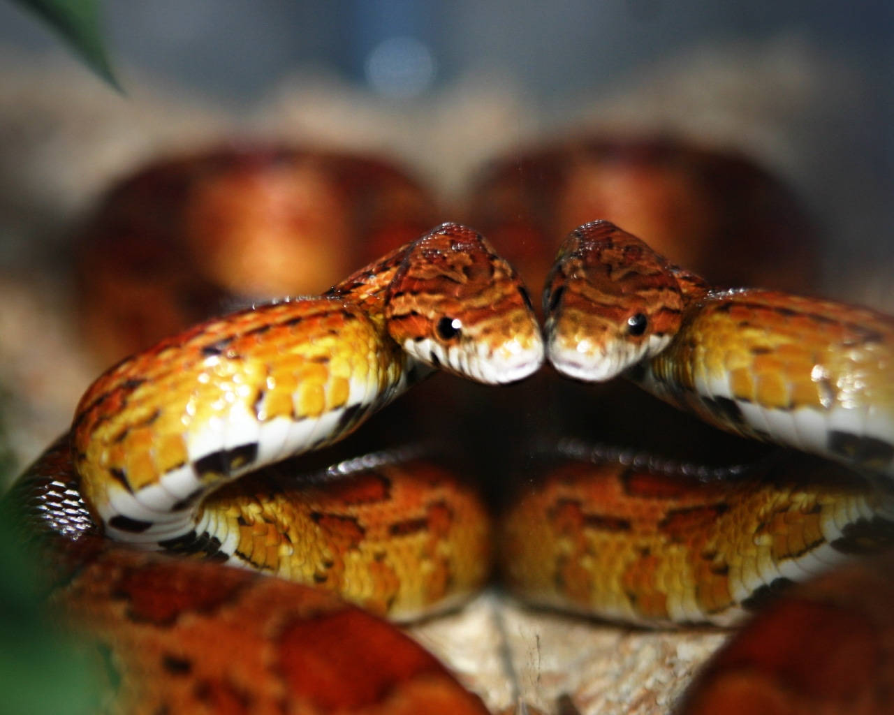 Intriguing Display - Corn Snake Encountering Its Reflection Background