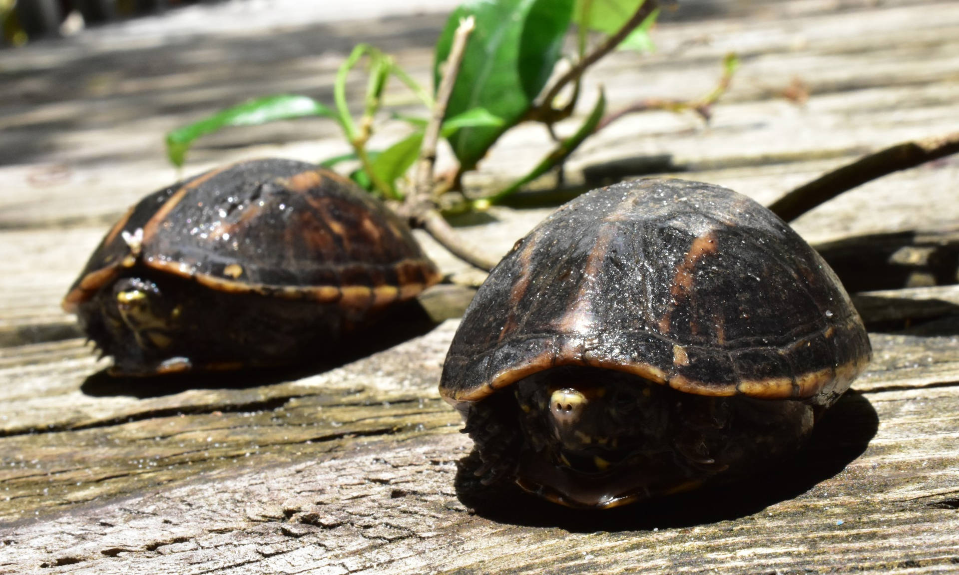 Intriguing Mud Turtles Concealed In Shells Background