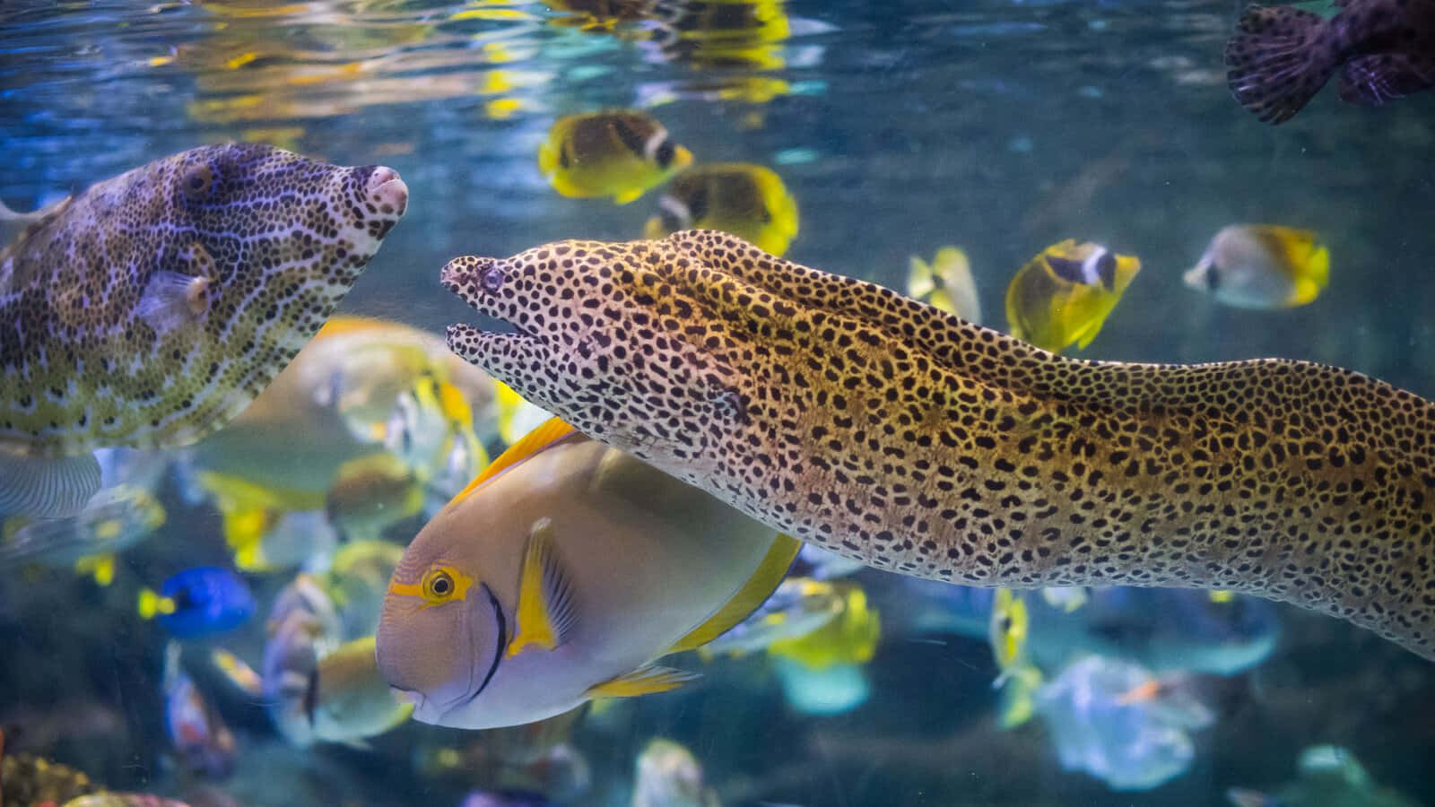 Intriguing Underwater Shot Of A Moray Eel