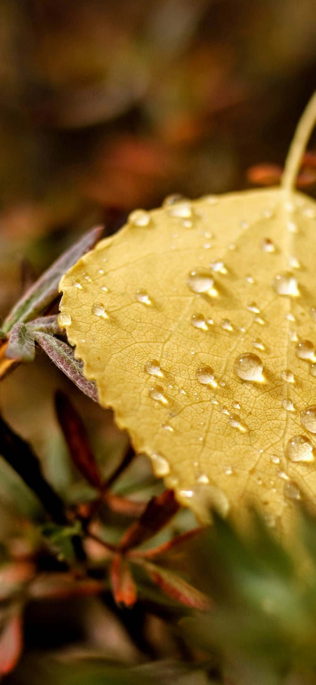 Introducing The New Iphone 13 Mini