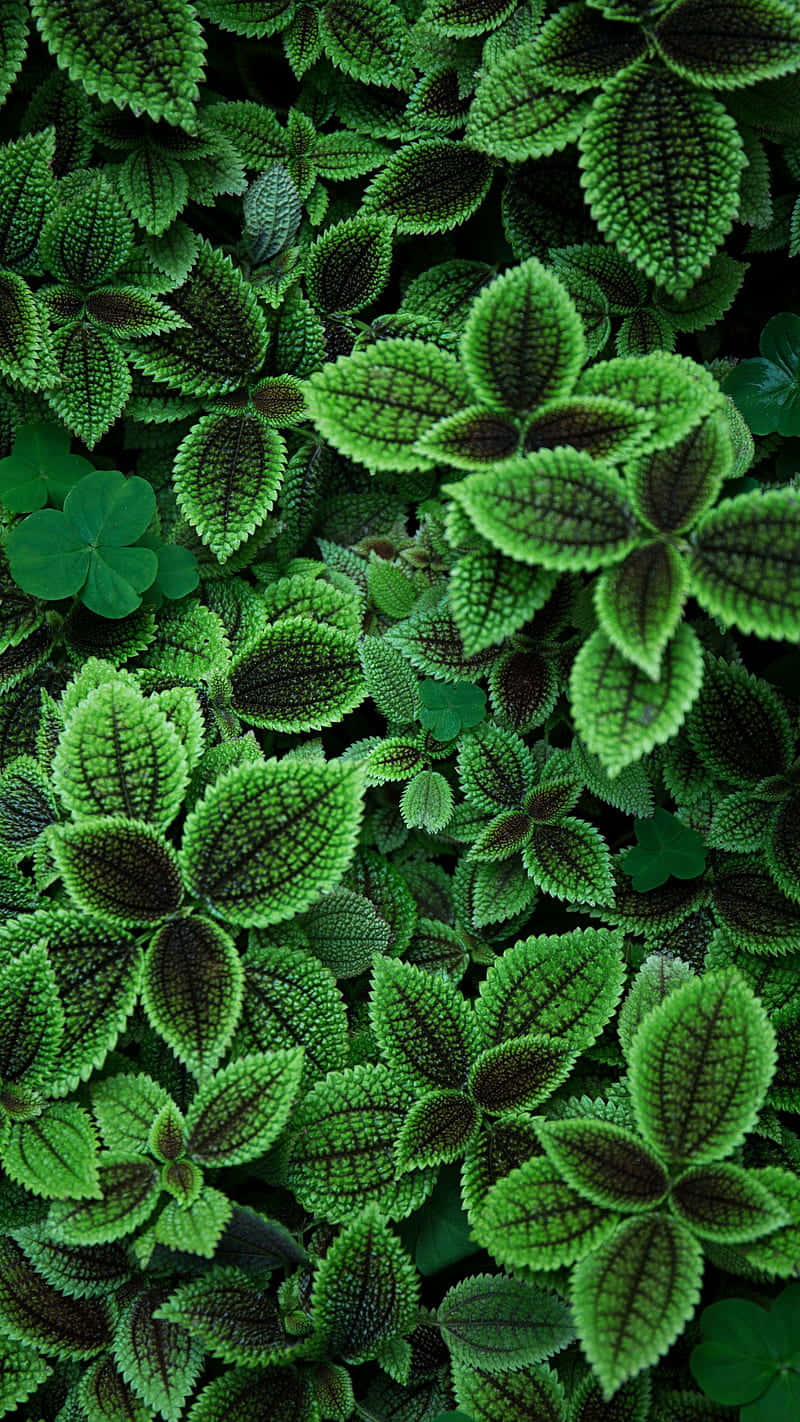 Introducing The Revolutionary Plant Phone - Your Smartphone And Garden All In One! Background