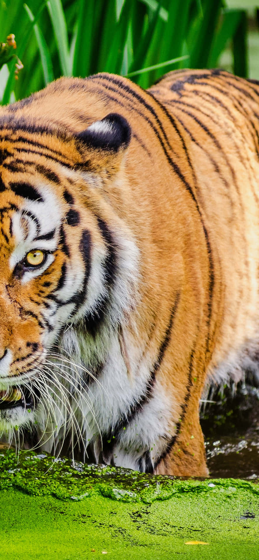 Introducing The Tiger Phone, The Sleekest Device In The Tech World.