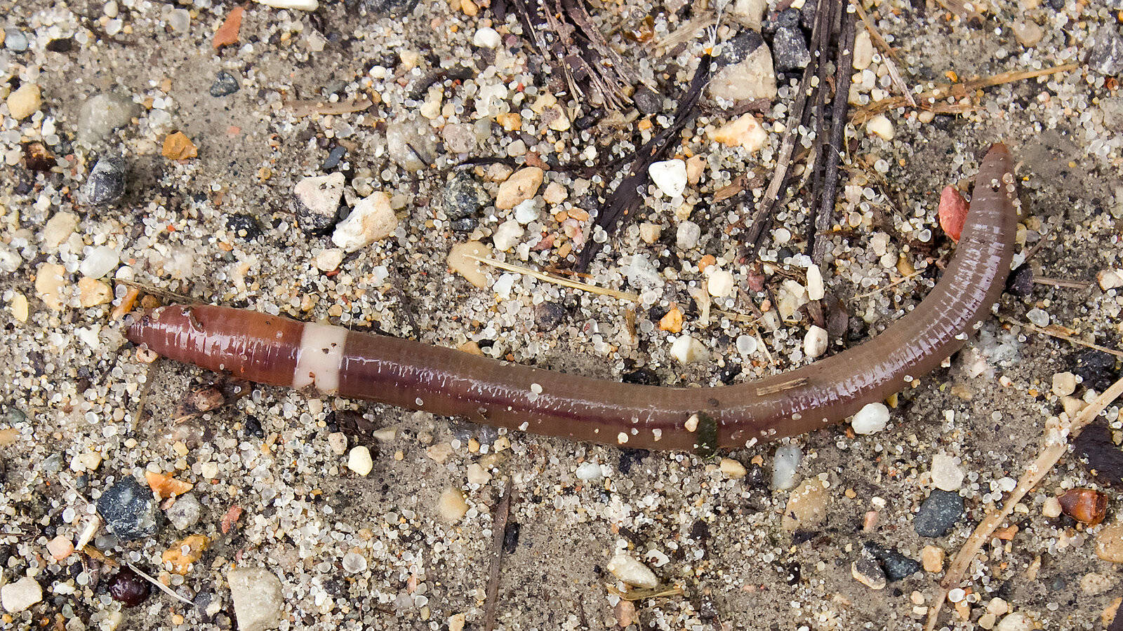 Invasive Asian Jumping Worm On The Ground Background