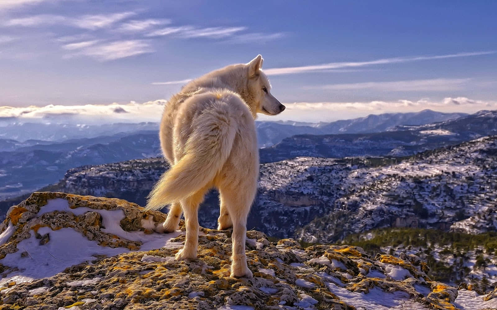Inviting Nature: A Pretty Wolf In Its Natural Habitat Background