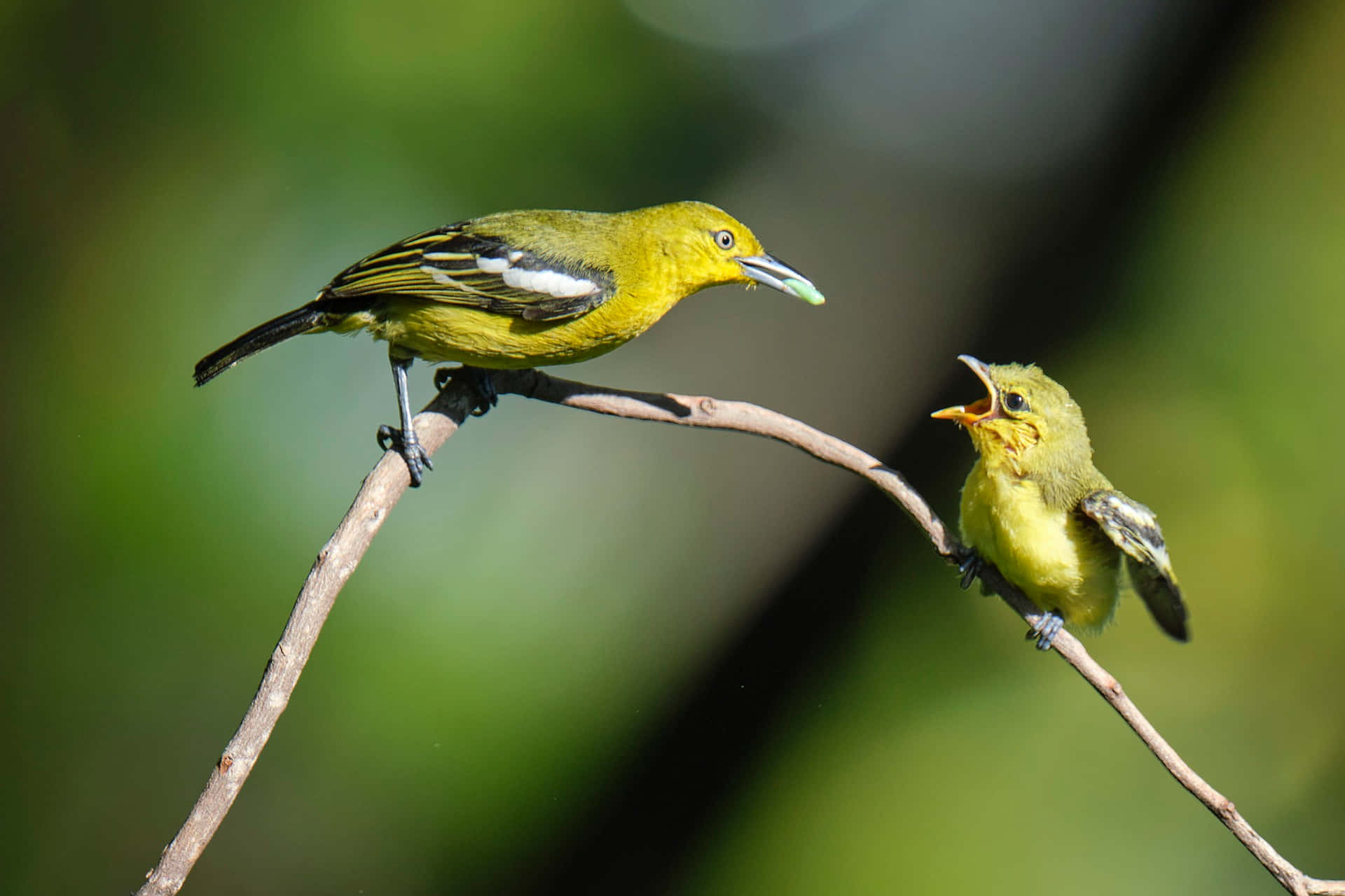 Iora Mother Bird Background