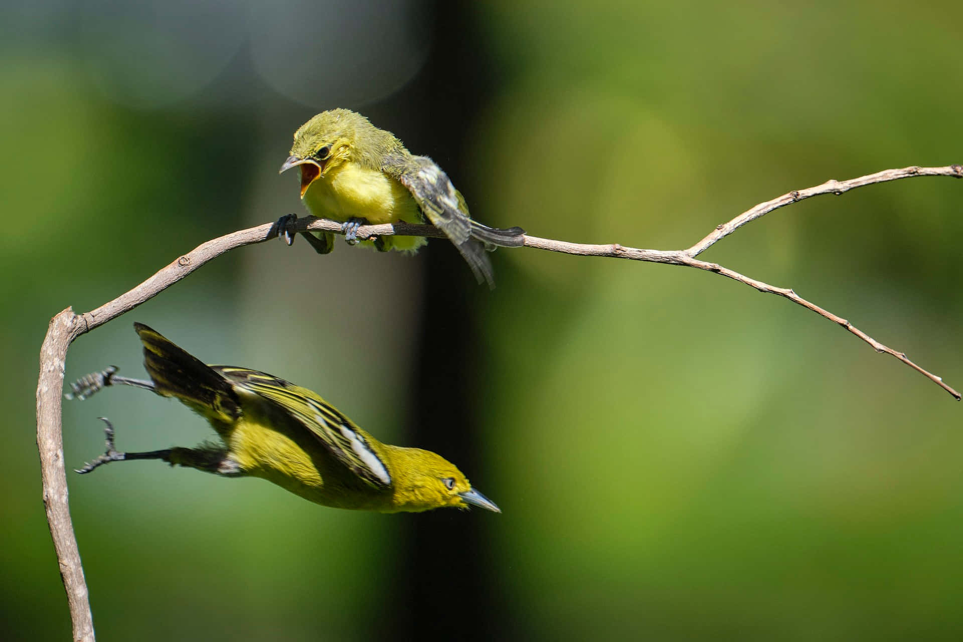 Iora Mother Bird Flying Background