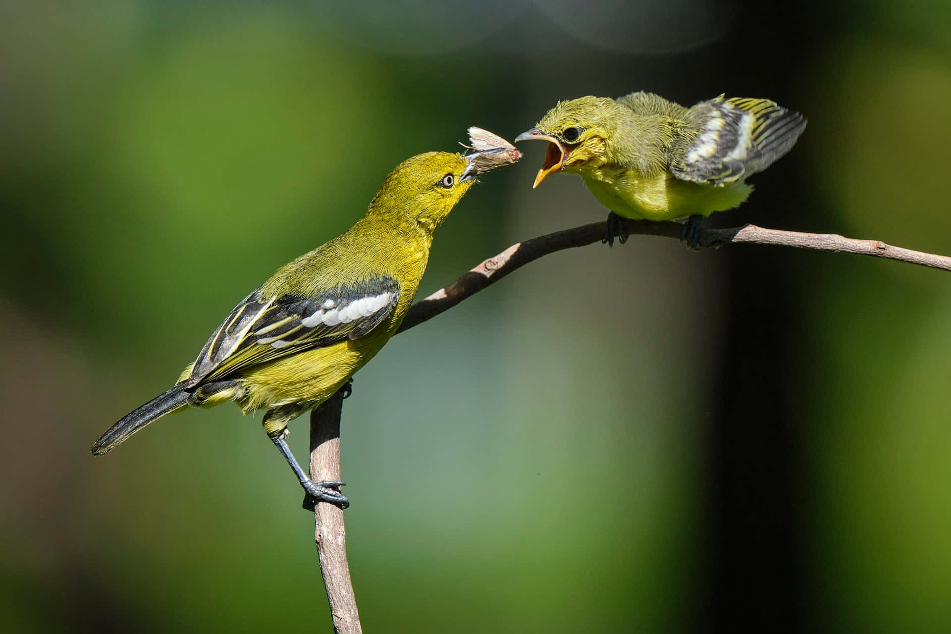 Iora Mother Bird With Moth Background