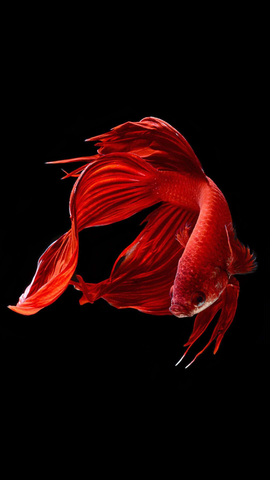 Ios 1 Red Beta Fish Background