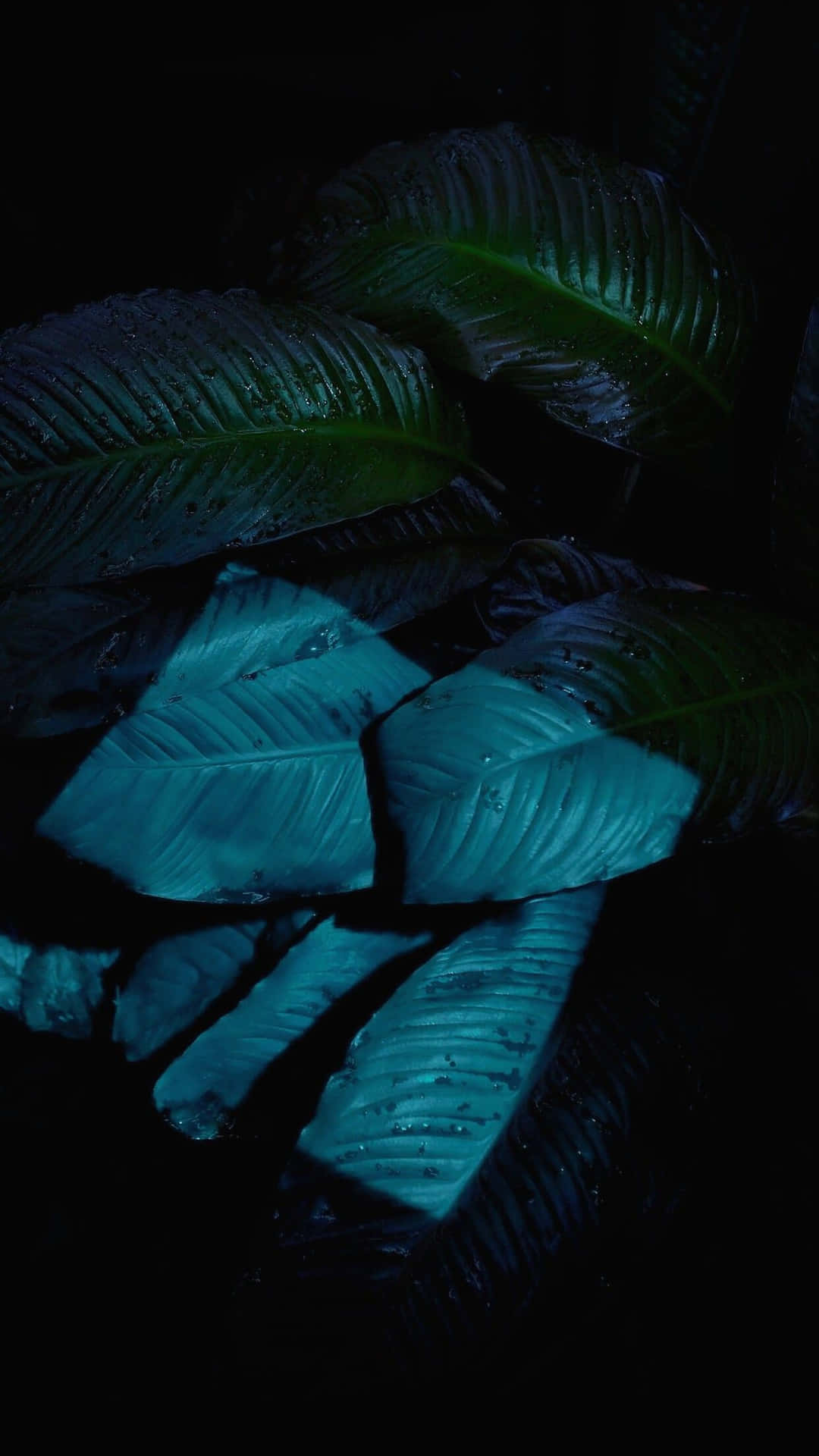 Ios 1 Square Lit Leaves Background