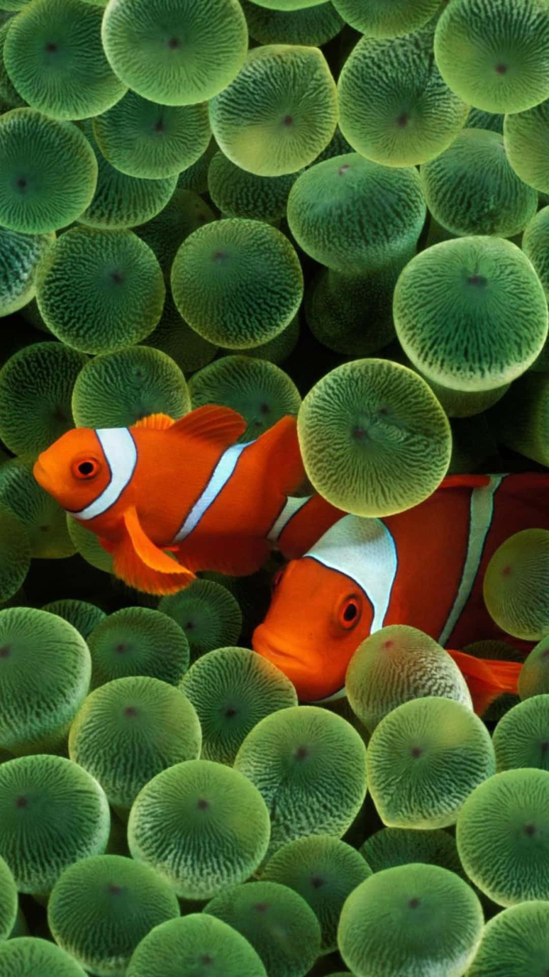 Ios 1 Two Clown Fishes In Algae Background