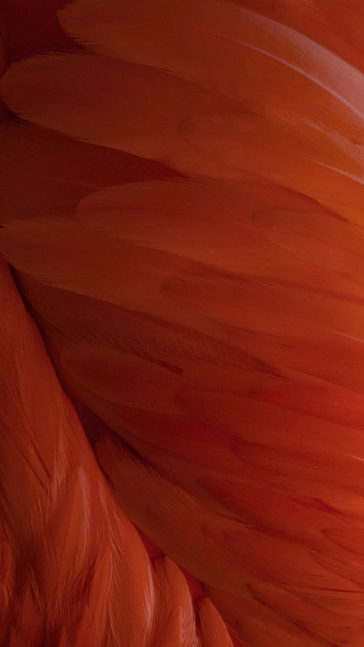 Ios 15 Orange Feather Background