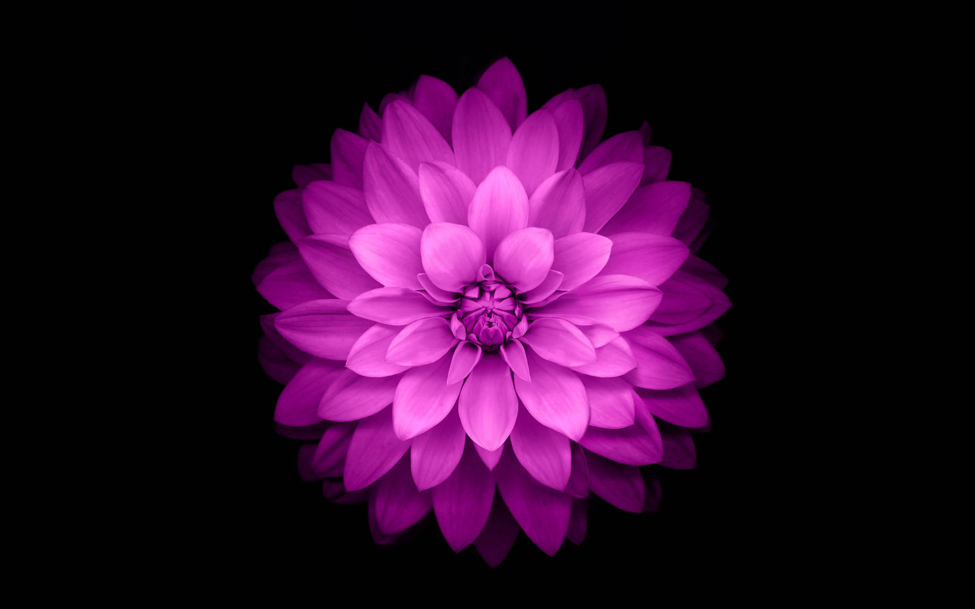 Ios 15 Pink Flower Background