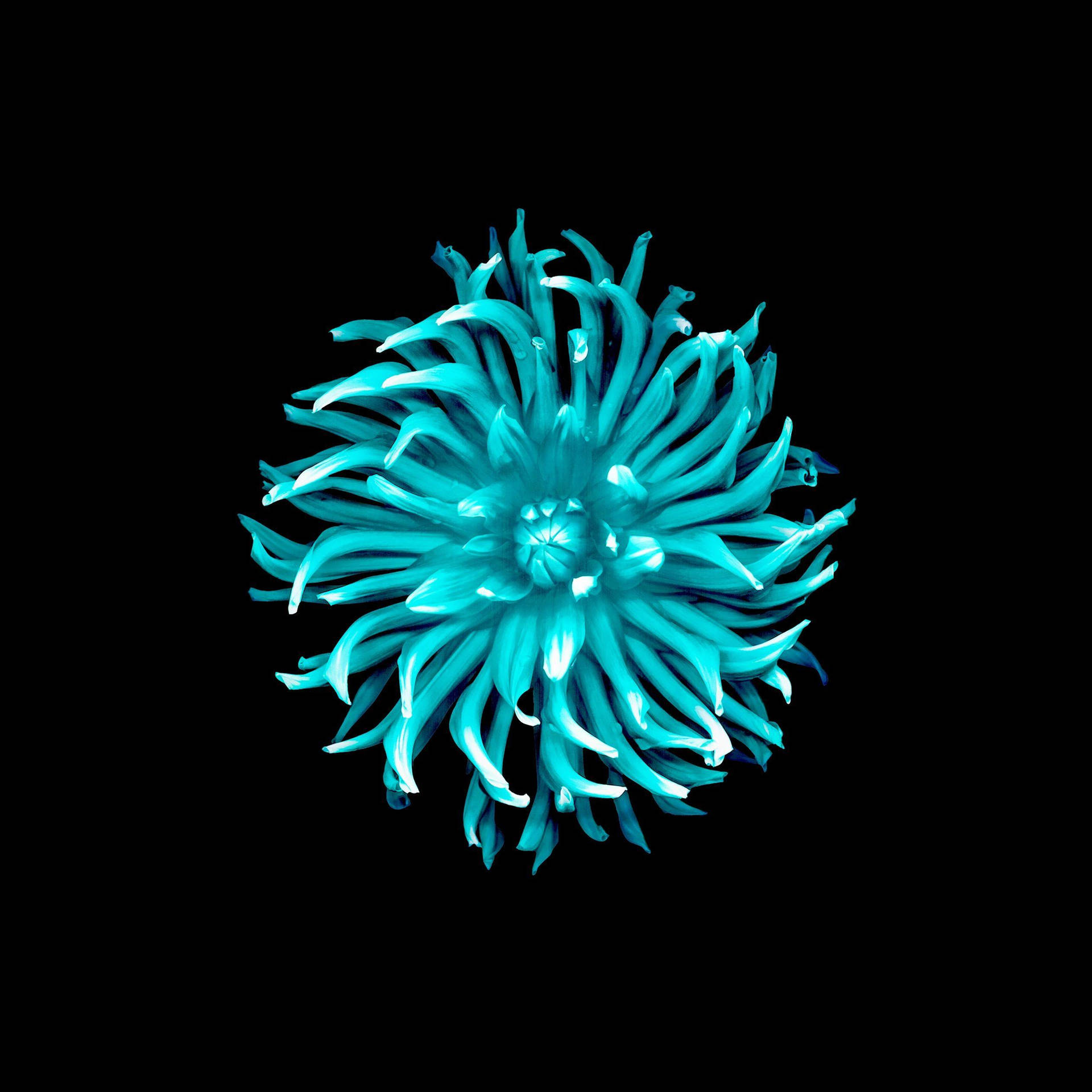 Ios 8 Cyan Flower Background