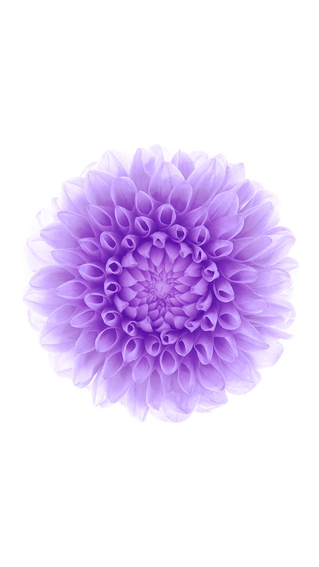 Ios 8 Lilac Flower Background