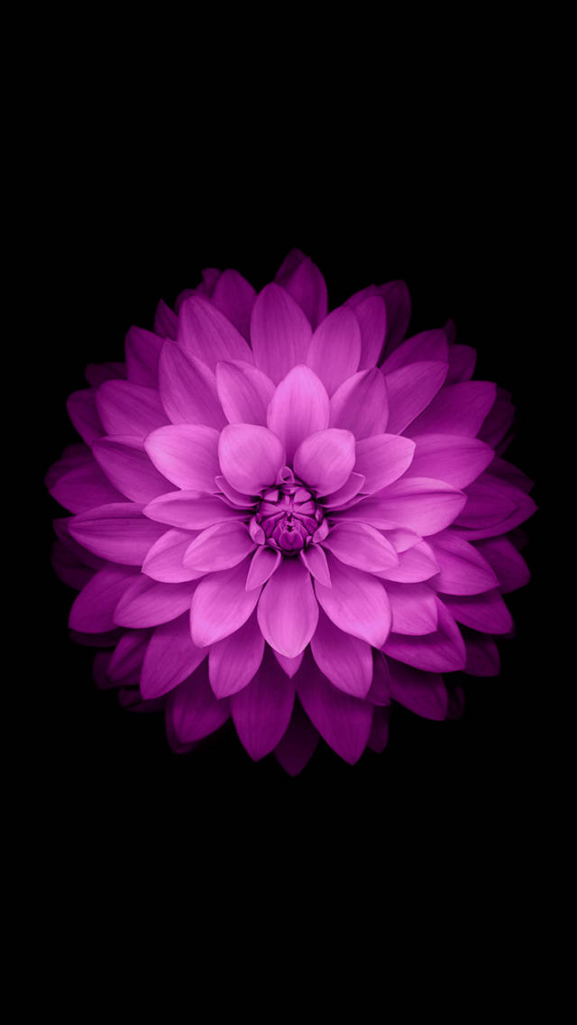 Ios 8 Purple Flower Background