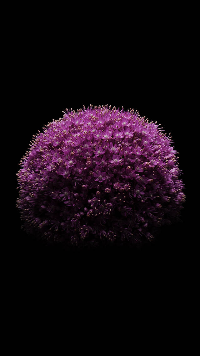 Ios 8 Violet Flower