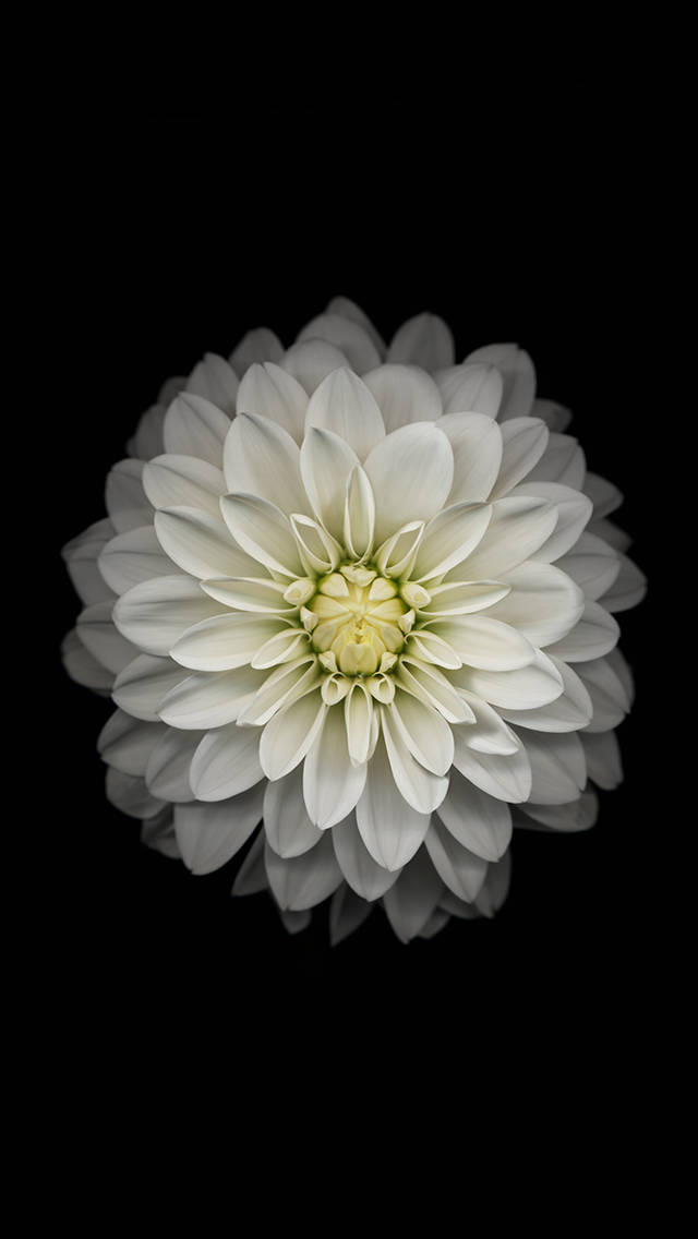 Ios 8 White Flower Background