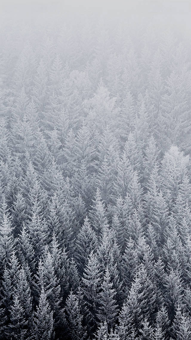 Ios 8 Winter Pine Trees Background