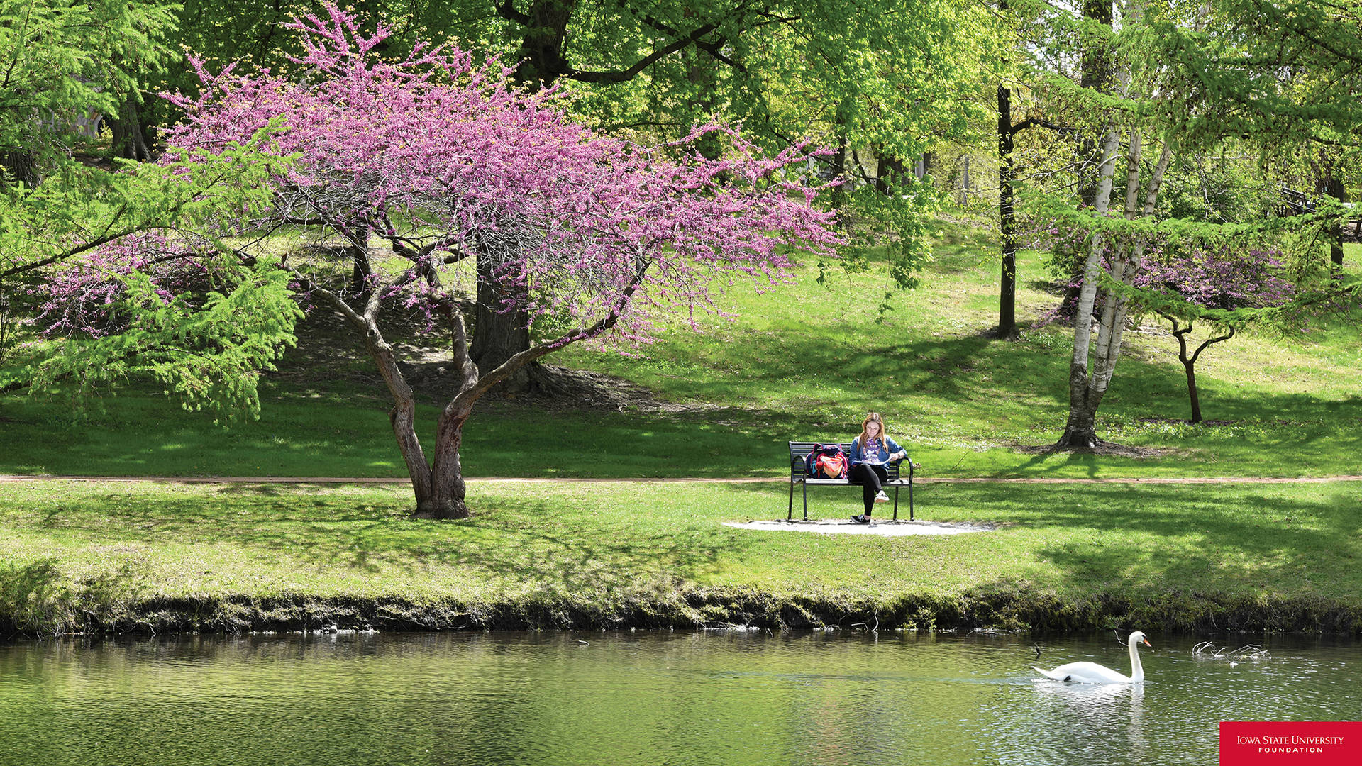 Iowa State University Cherry Blossom Background