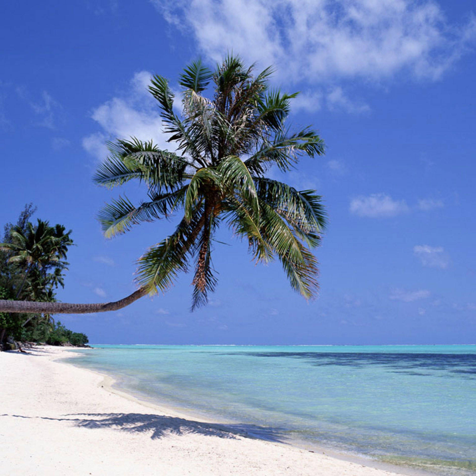 Ipad Pro Palm Tree On Sandy Beach