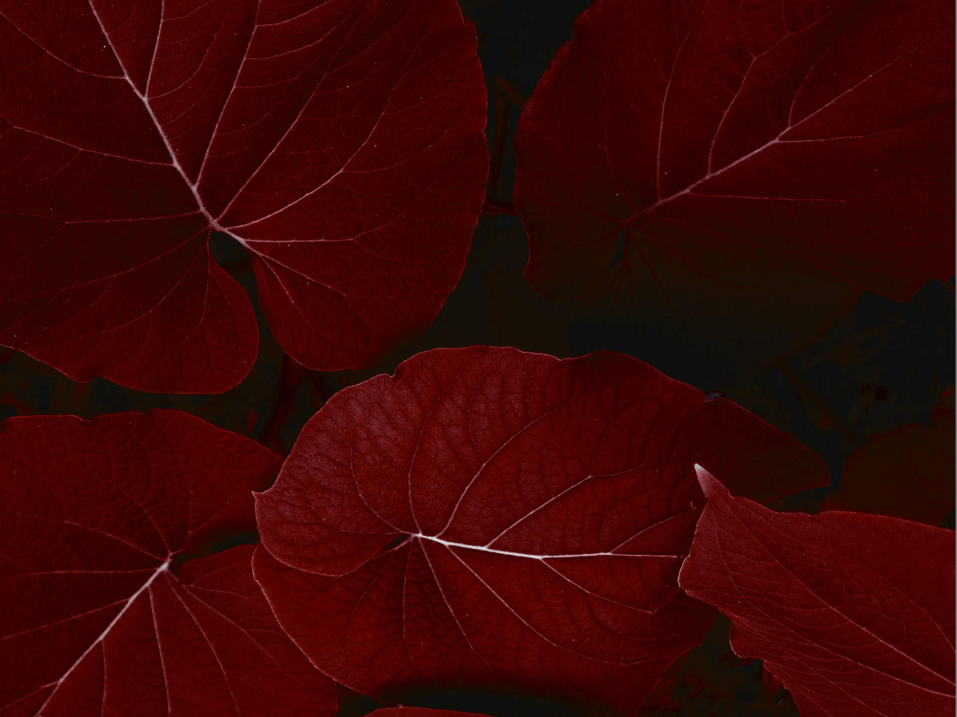 Ipad Pro Red Leaves Landscape