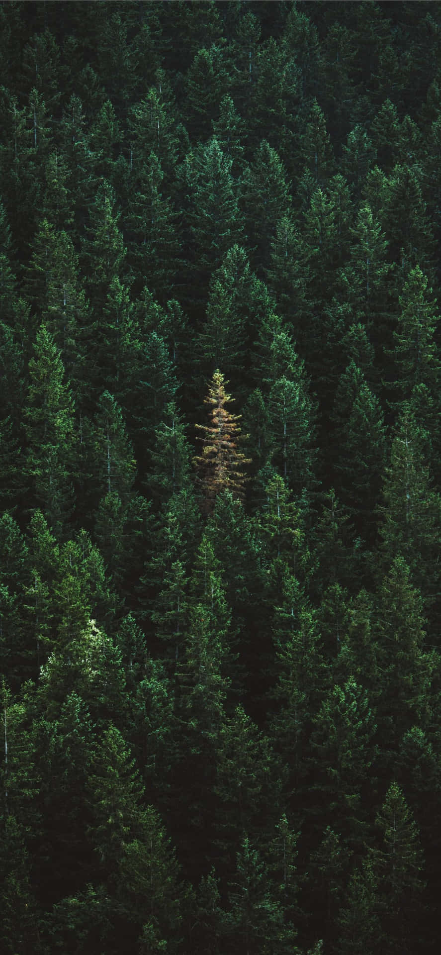 Iphone 11 Green Forest Trees Background