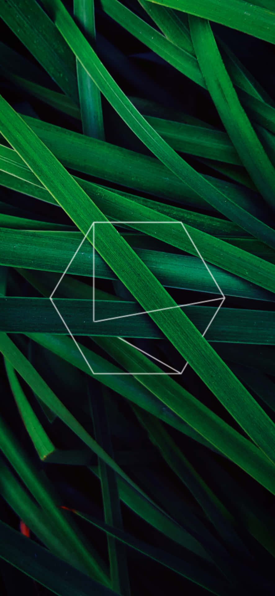 Iphone 11 Green Grass Hexagon Background